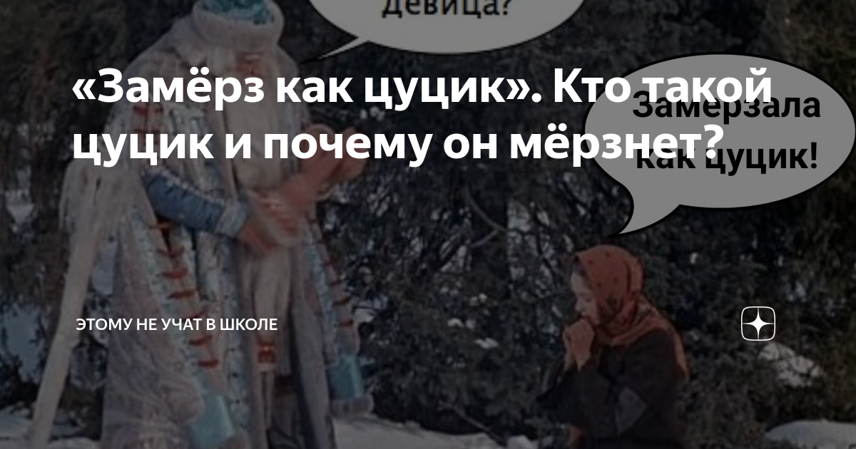 Выражение замерзла как цуцик. Выражение замерзла как цуцик. Бычок-цуцик. Кто такой цуцик. Цуцик замерз.