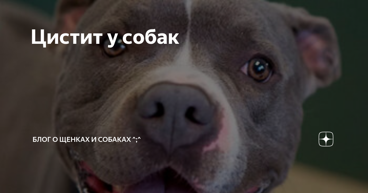 Как выглядит цистит у собаки Кишечная палочка вызывающая цистит