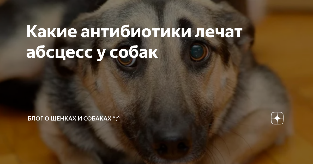 Как выглядит абсцесс у собаки Help! My Senior Dog Smells Bad