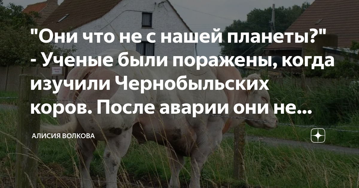 Коровы в чернобыле