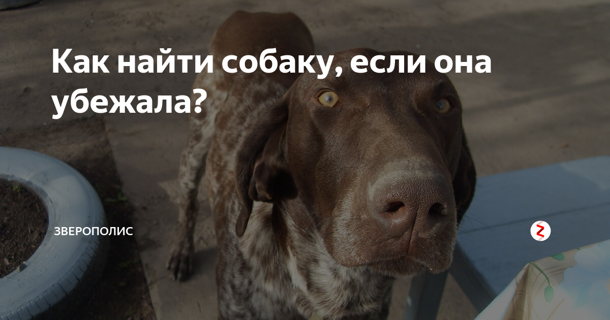 Как найти сбежавшую собаку. Как найти потерянную собаку. Объявление о пропаже щенка. Пропала собака. Объявление пропала собака.
