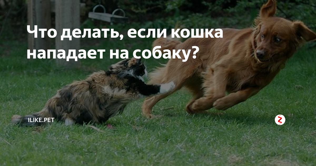 что делать если на твою собаку напала другая собака