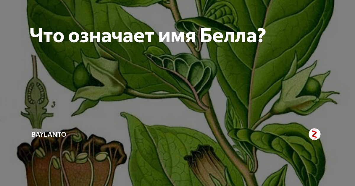 Что означает имя Белла? | baylanto | Дзен