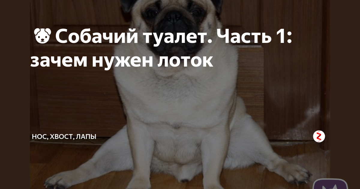 🐶Собачий туалет. Часть 1: зачем нужен лоток | Нос, хвост, лапы | Дзен