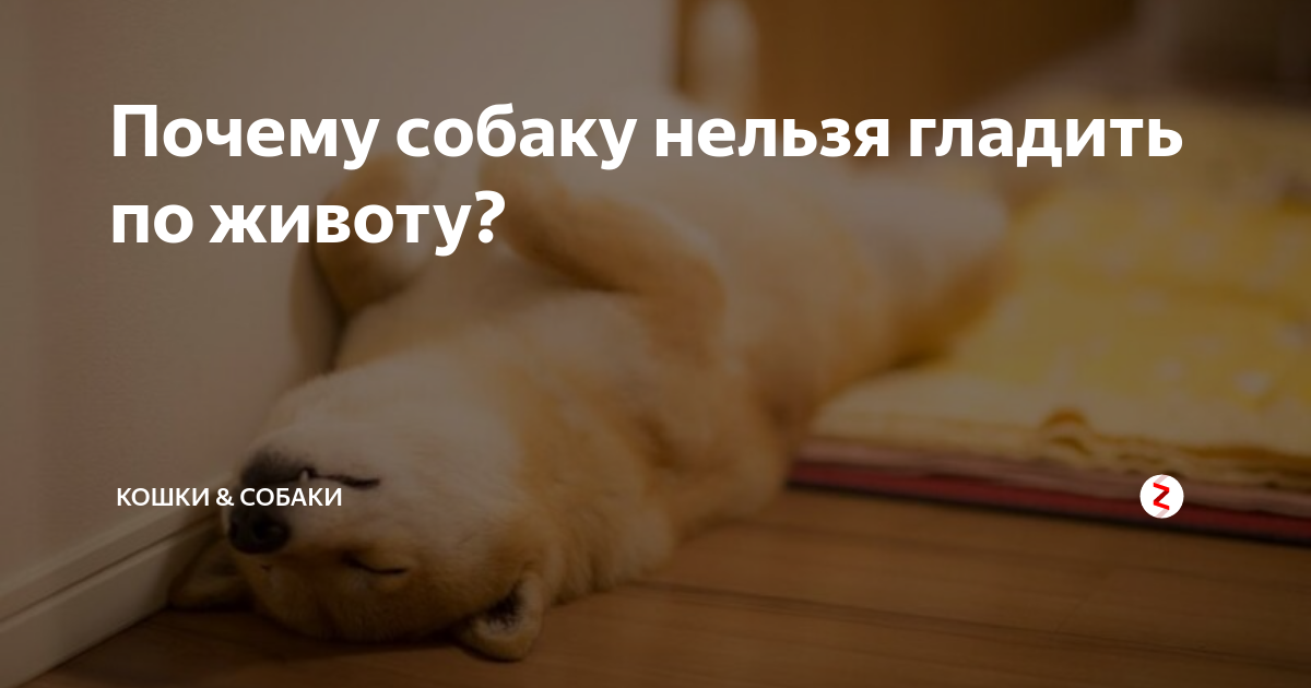 Почему нельзя гладить живот. Мужчина трогает беременную. Где можно гладить котов. Почему нельзя гладить живот. Гладить живот беременной.