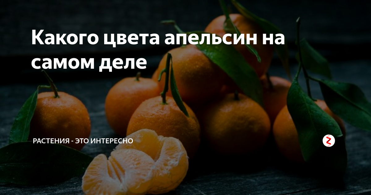 Какого цвета апельсин на самом деле | Растения - это интересно | Дзен