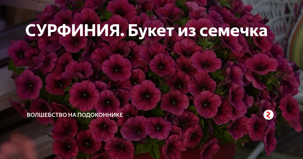 СУРФИНИЯ. Букет из семечка | Волшебство на подоконнике | Дзен