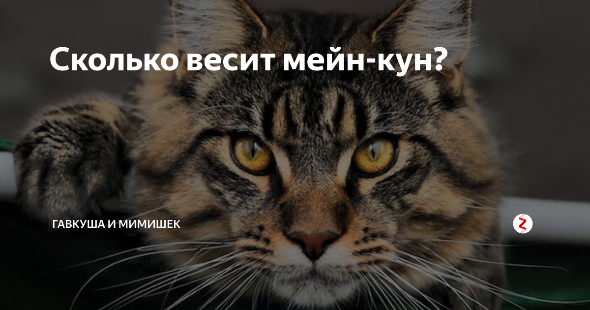 сколько весит мейн кун по месяцам