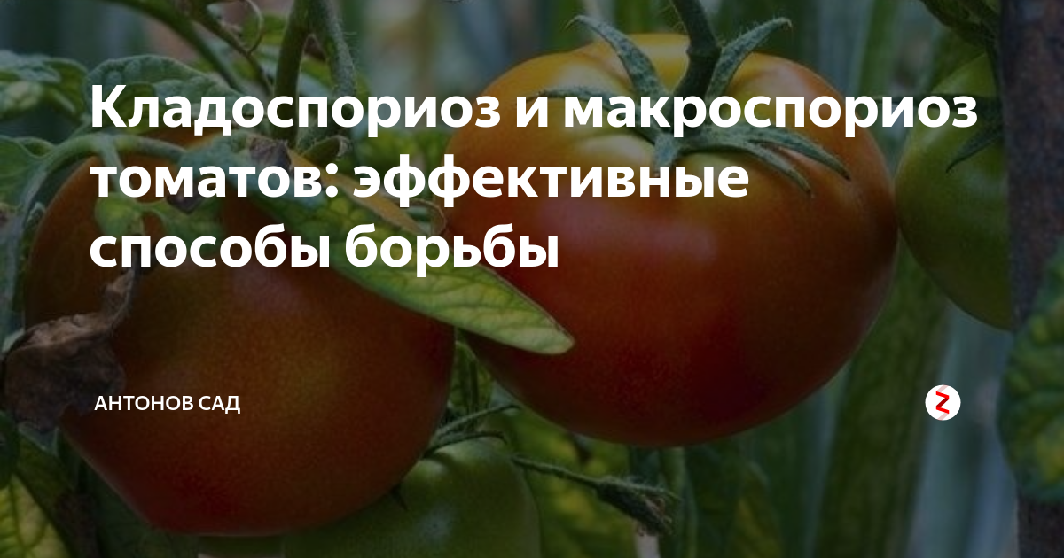 Томаты устойчивые к кладоспориозу. Кладоспориоз томатов в теплице. Бурая пятнистость томатов (кладоспориоз). Кладоспориоз рассады томатов. Препараты для обработки семян.