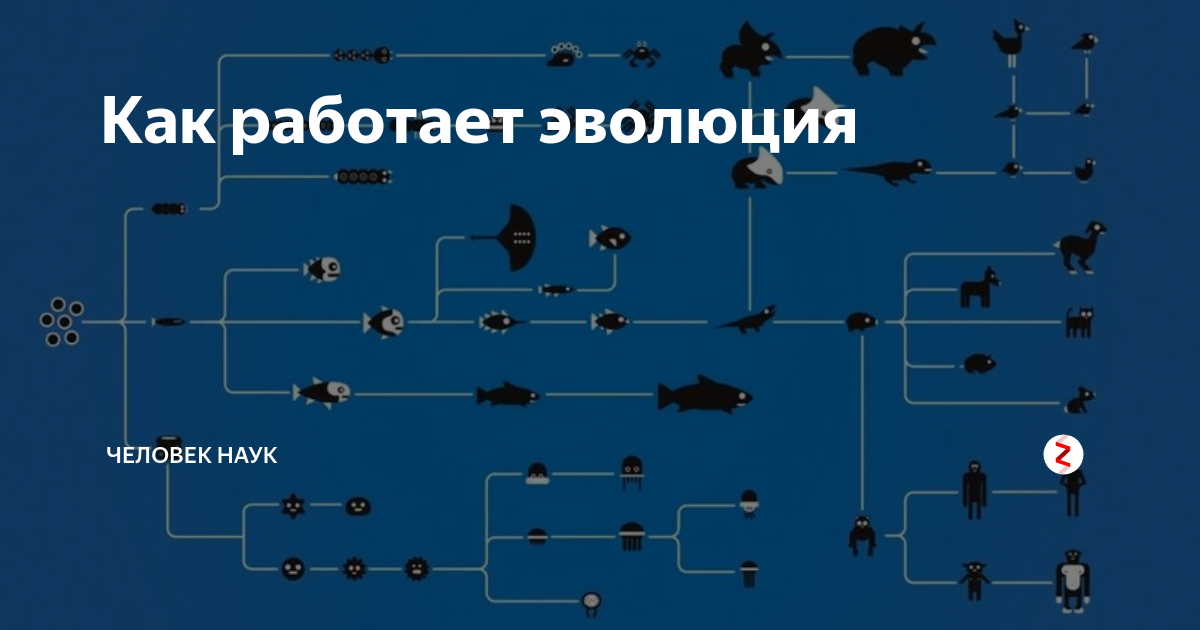 Не работает evolution. Эволюция айтишника. Мастер вкуса курск бумеранг. Эволюция иллюстрация. Эволюция изображение.