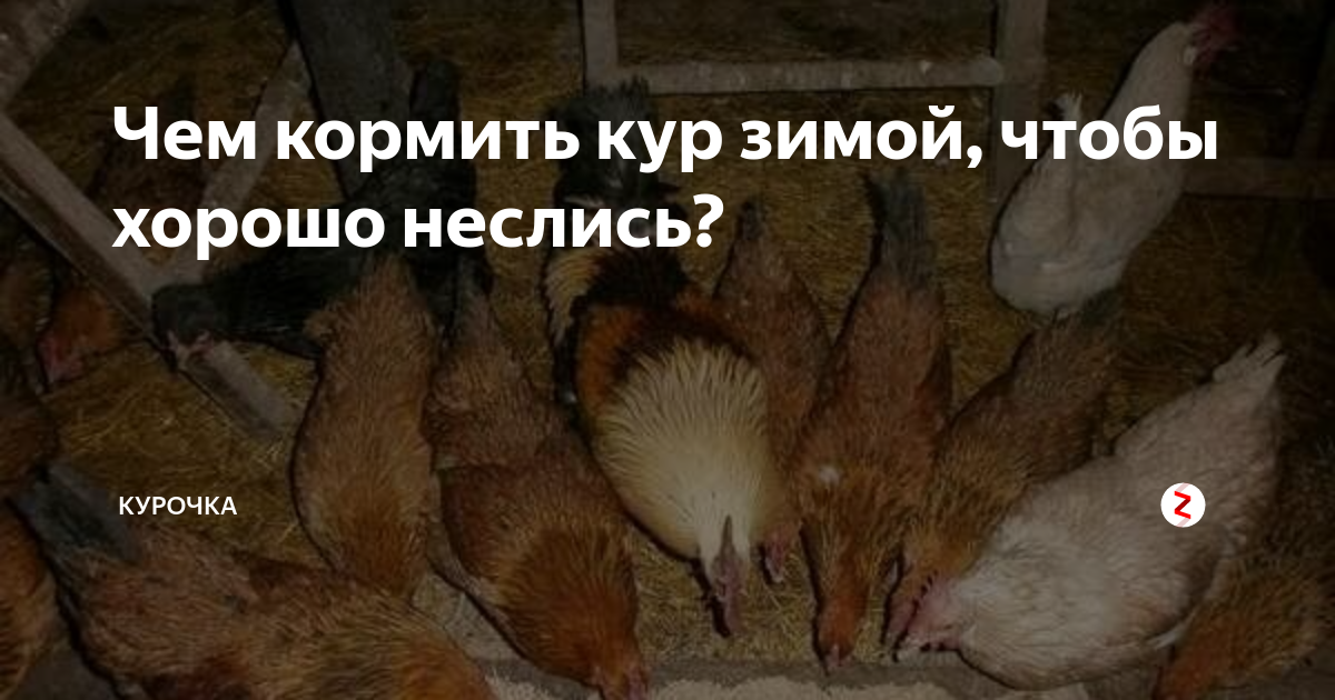 Курицы несушки не несутся что делать. Чтобы куры хорошо неслись. Как кормить курей. Чем кормить курей зимой чтобы неслись. Кормление кур зимой.