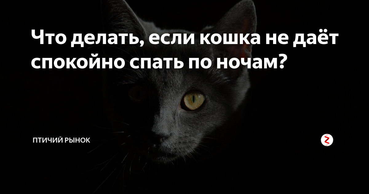 Что делать если кошка не даёт спать ночью.