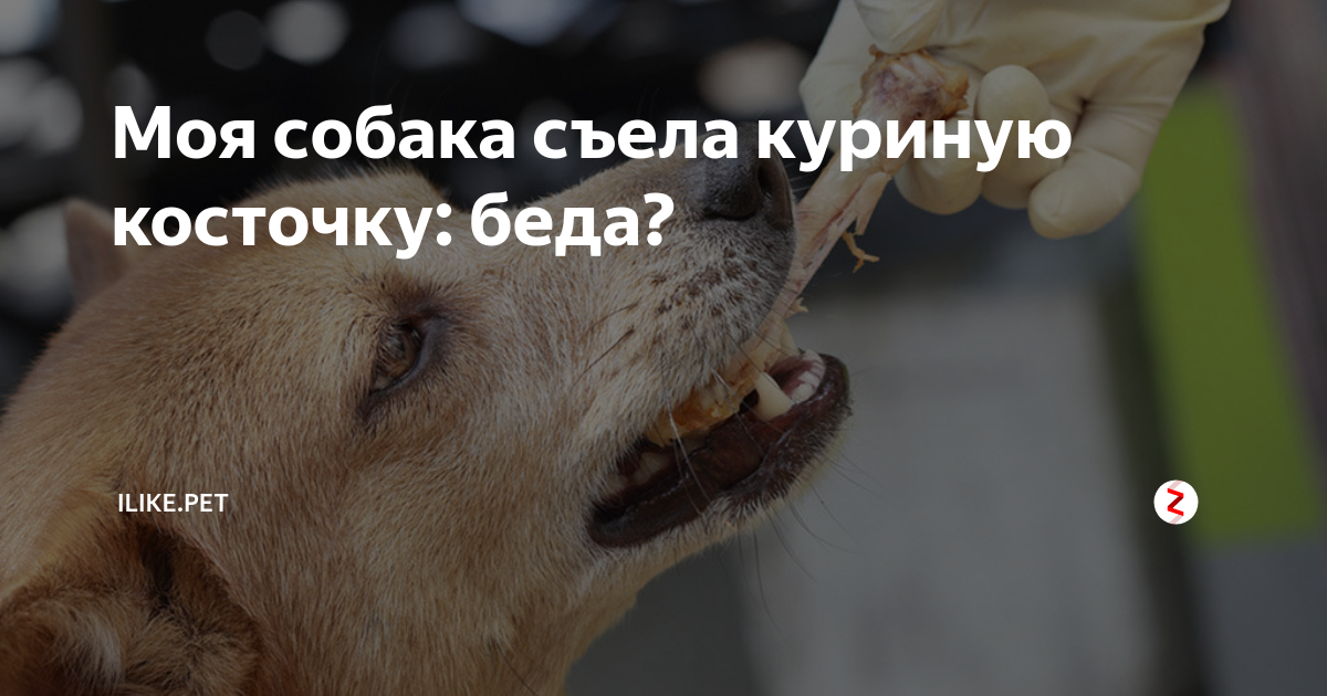 Съел кость. Проглотил куриную кость. Что будет если собака съела трубчатую кость. Проглотил кость от курицы.