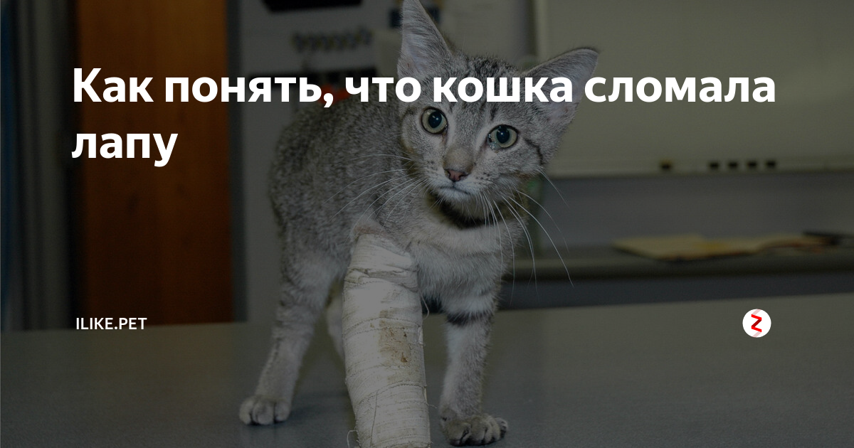 Котик с гипсом. Сломанная лапка как пишется. Сломанная лапка как пишется. Сломанная лапка ожерелье текст. Сломанная лапка как пишется.