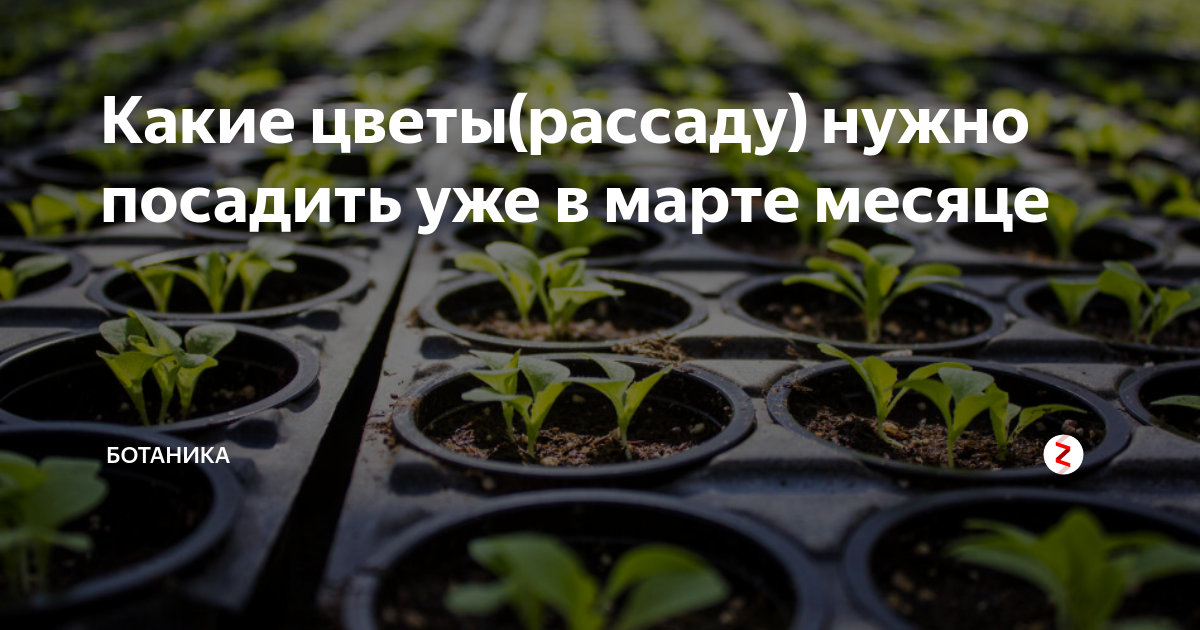 Цветы на рассаду в марте. Какие цветы уже нужно садить рассаду в марте. В каком месяце надо высаживать цветы рассадой весной. Что посадить в январе на рассаду картинки. Какие садовые растения можно уже в январе сажать на рассаду.