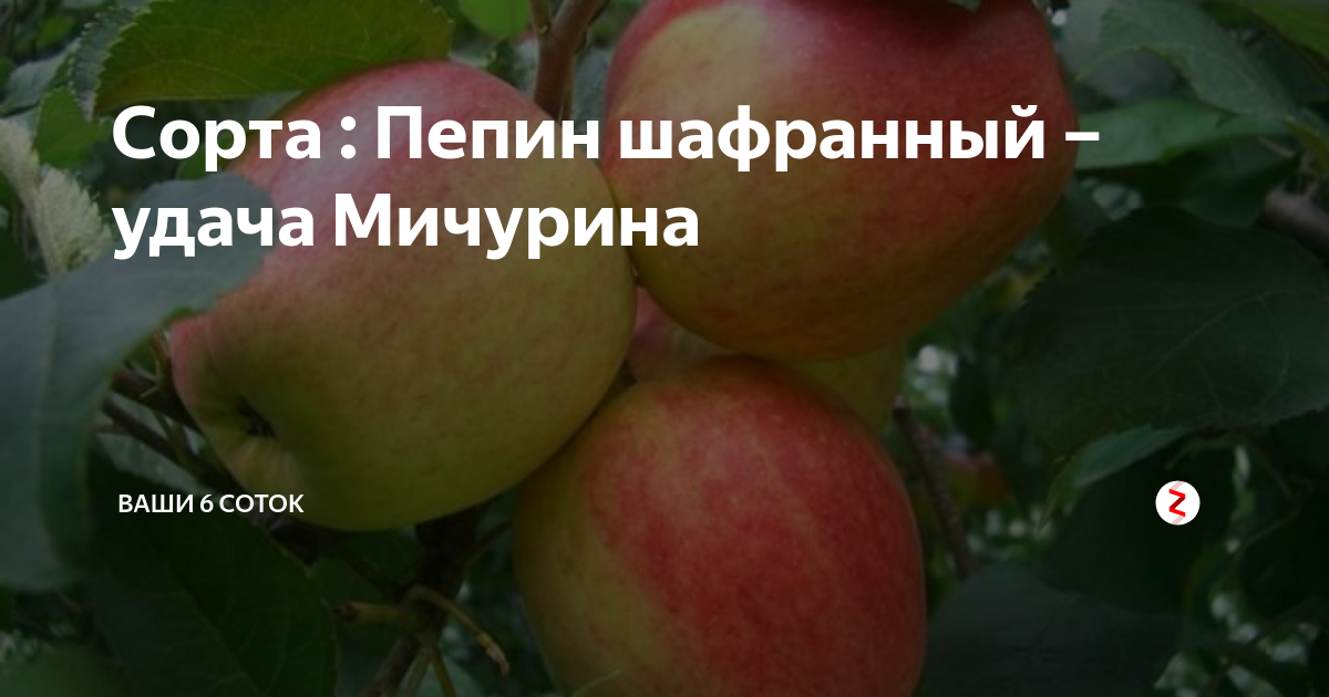 Сорта : Пепин шафранный – удача Мичурина | "Ваши 6 соток" с Андреем ...