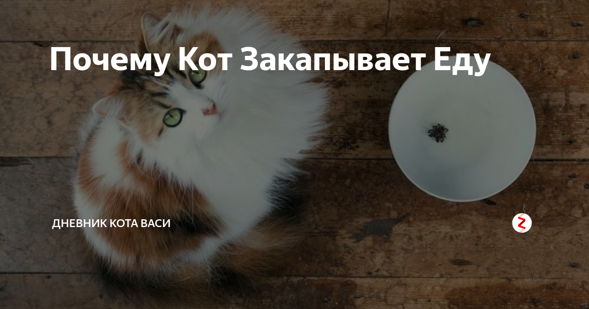 После еды кот закапывает