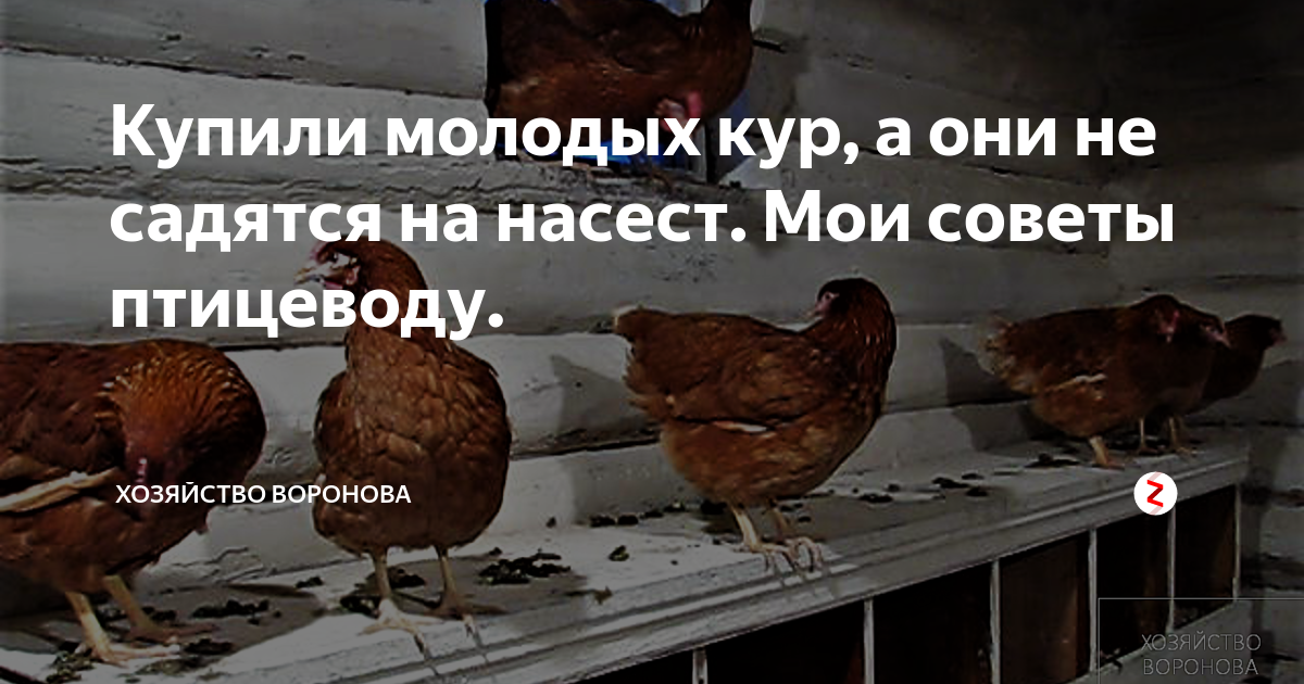 Почему курица не встает на ноги. Почему курица не встает на ноги