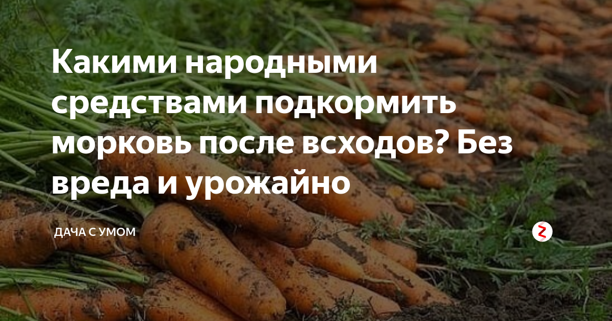 Какими народными средствами подкармливать. Удобрение для моркови. Подкармливаем морковь. Подкормка моркови после всходов. Удобрение для моркови для хорошего урожая.