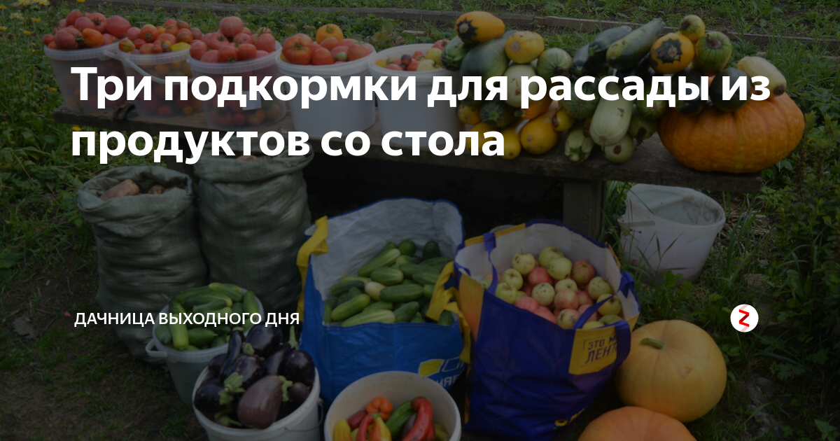 Три подкормки для рассады из продуктов со стола | Дачница выходного дня ...