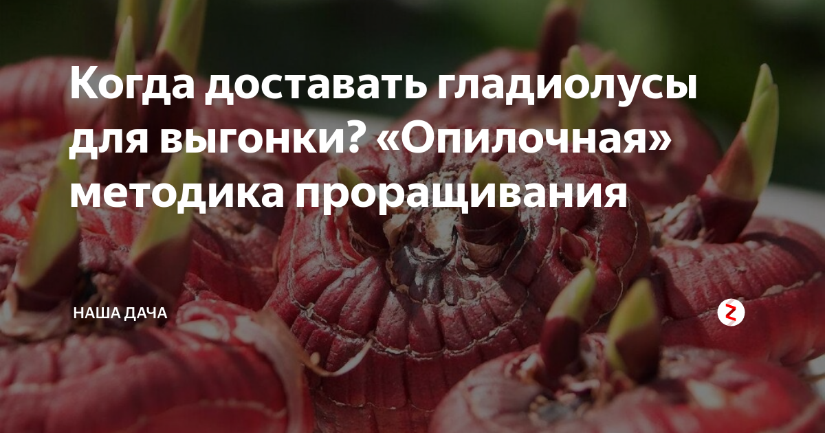 В чем замочить луковицы гладиолусов перед посадкой. Обработка луковиц гладиолусов. Обработка луковиц гладиолусов перед посадкой. Чем обработать луковицы гладиолусов перед посадкой. Обработка гладиолусов перед посадкой весной.