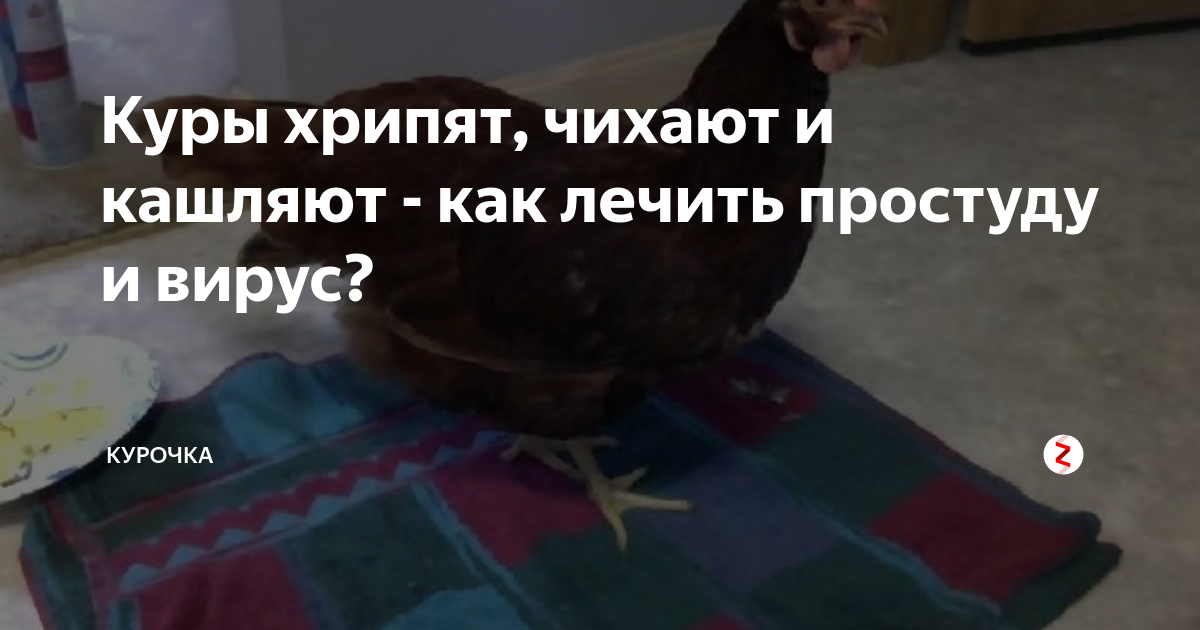 Условия содержания и гигиена