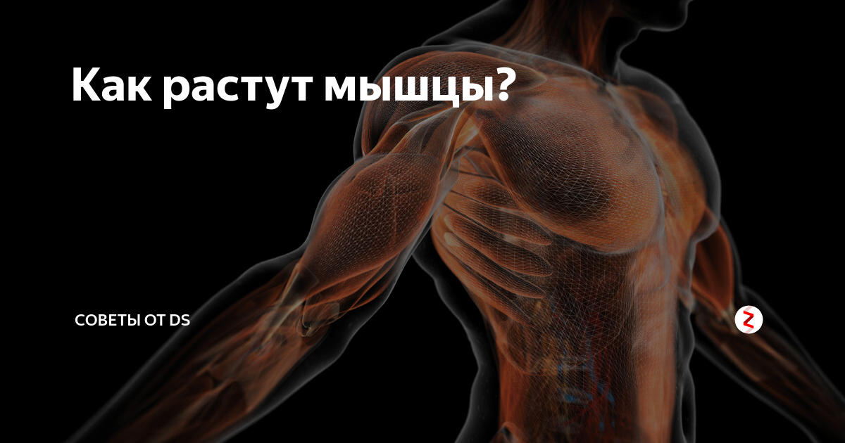 Мышца росла. Мышца росла