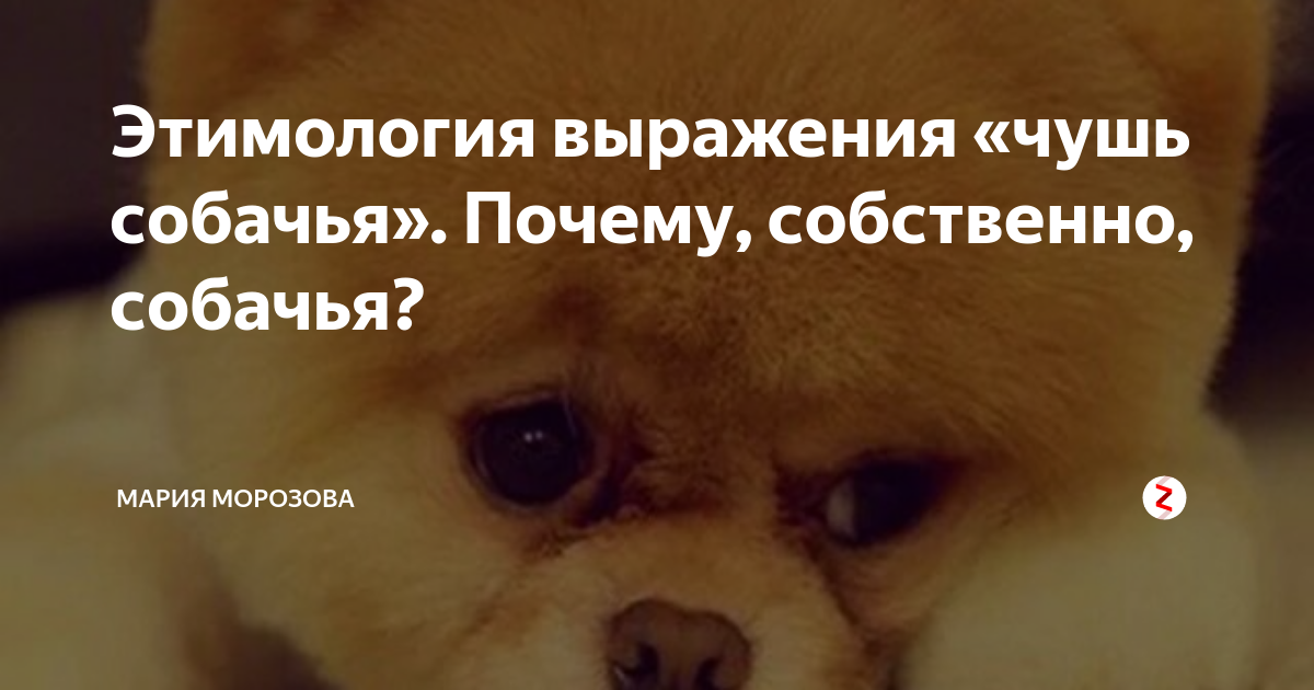 Почему чушь. Чушь собачья. марийский собаки. чушь собачья в представлении нейросетей. как выглядит чушь собачья.