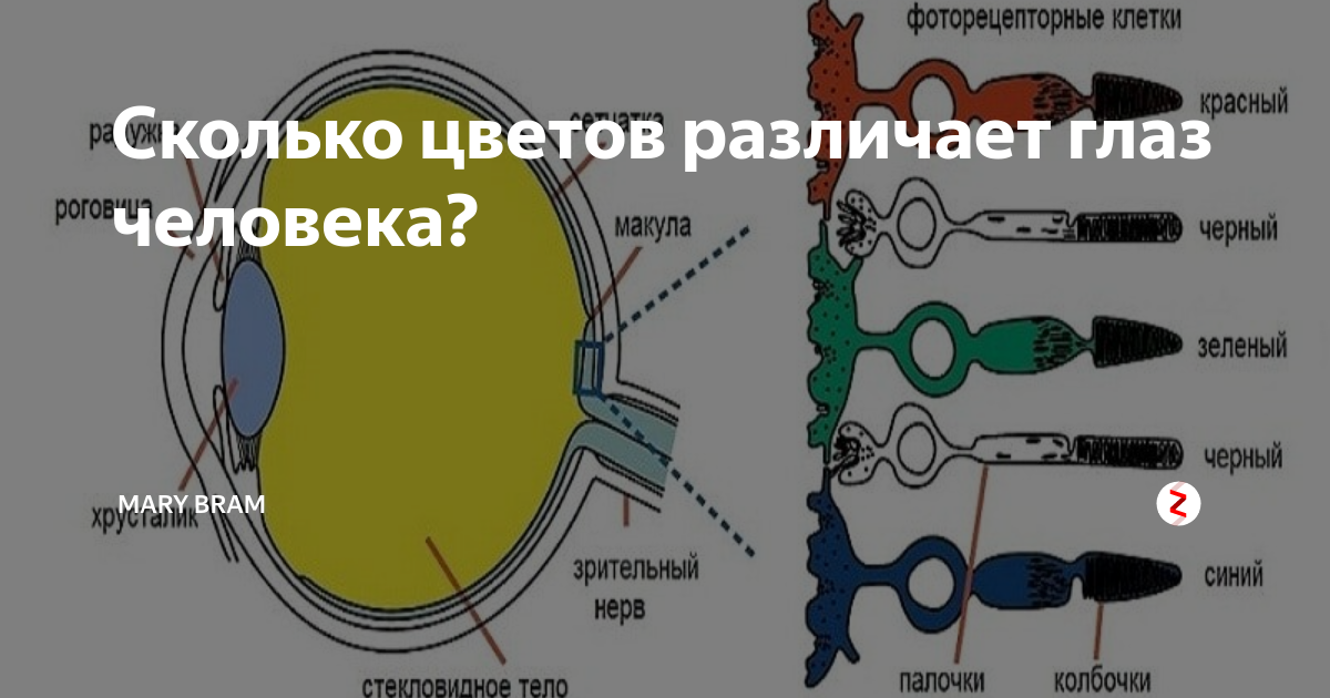 Человеческий глаз различает цветов