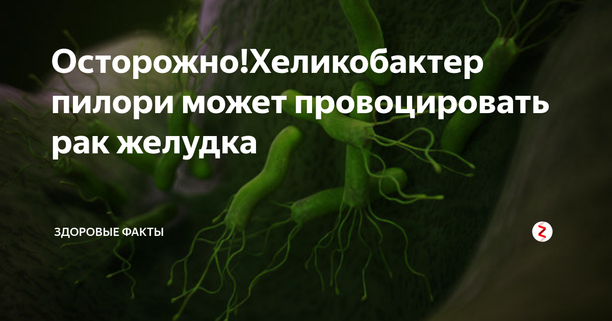 профилактика заражения helicobacter pylori. хилактобактерии пилори симптомы. хеликобактер пилори симптомы. продукты убивающие хеликобактер пилори отзывы. диета при хеликобактер.