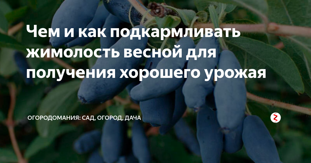 Как ухаживать за жимолостью после сбора урожая. Подкормка жимолости весной схема. Удобрение для жимолости. Удобрение для жимолости весной. Таблица подкормок жимолости