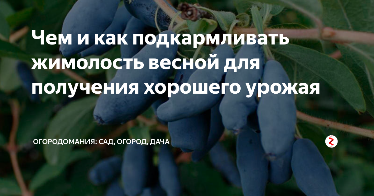 Чем подкормить жимолость весной в апреле. Подкормка жимолости весной схема. Удобрение для жимолости. Удобрение для жимолости весной. Таблица подкормок жимолости.