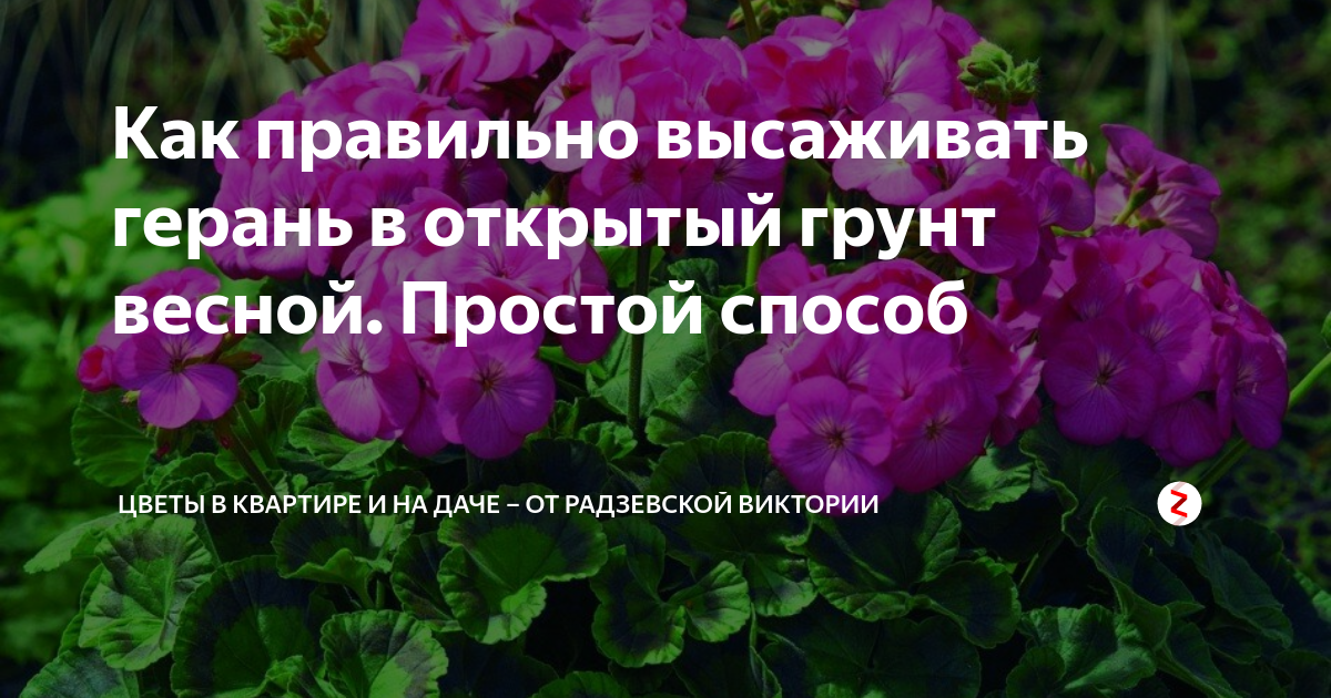 Когда высаживать герань в грунт. Герань в открытый грунт. Пеларгония открытый грунт. Высадить герань в открытый грунт весной. Высадка пеларгоний в открытый грунт.