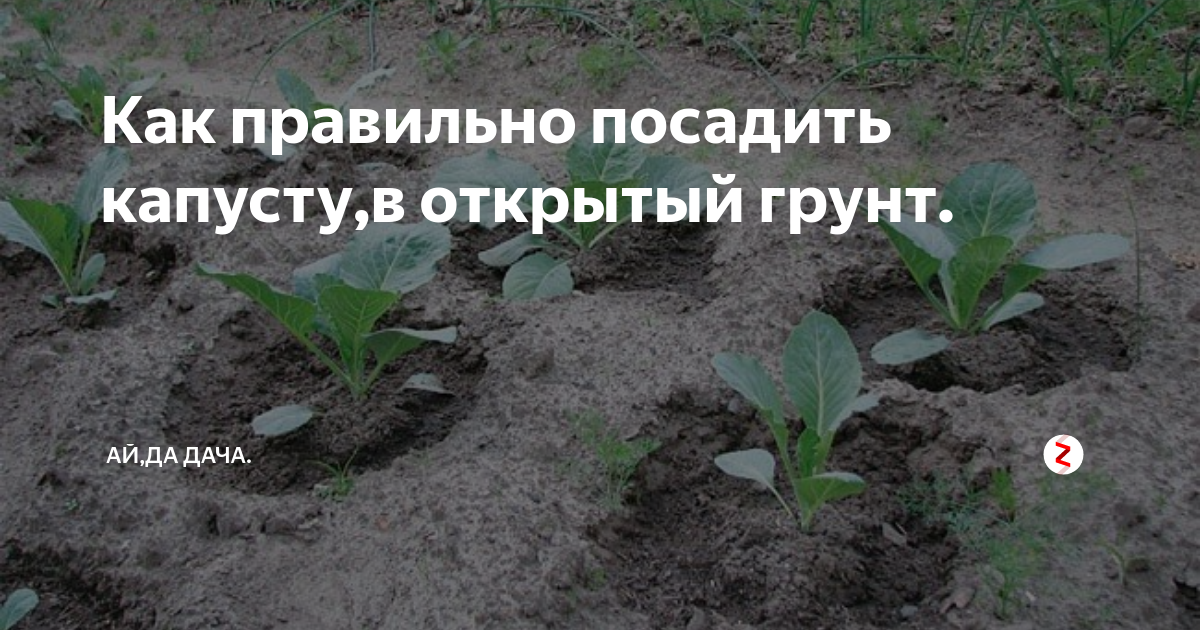 Схема посадки ранней белокочанной капусты