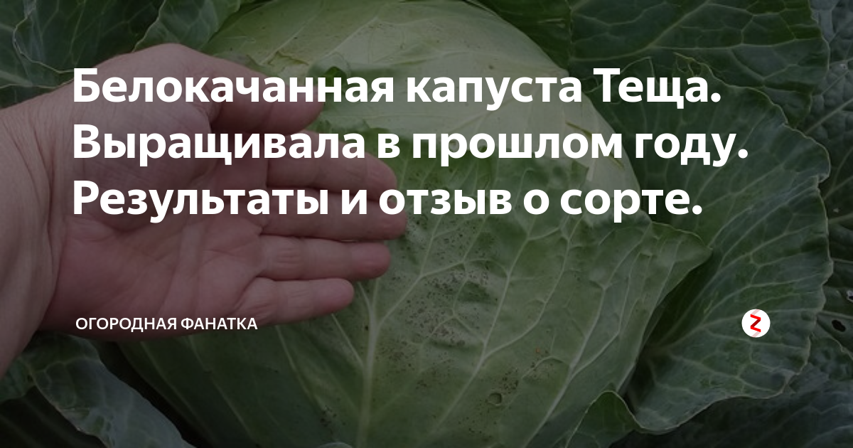 Капуста Уральский дачник НаборСемянТоматовУральскийДачник - купить по выгодным ц