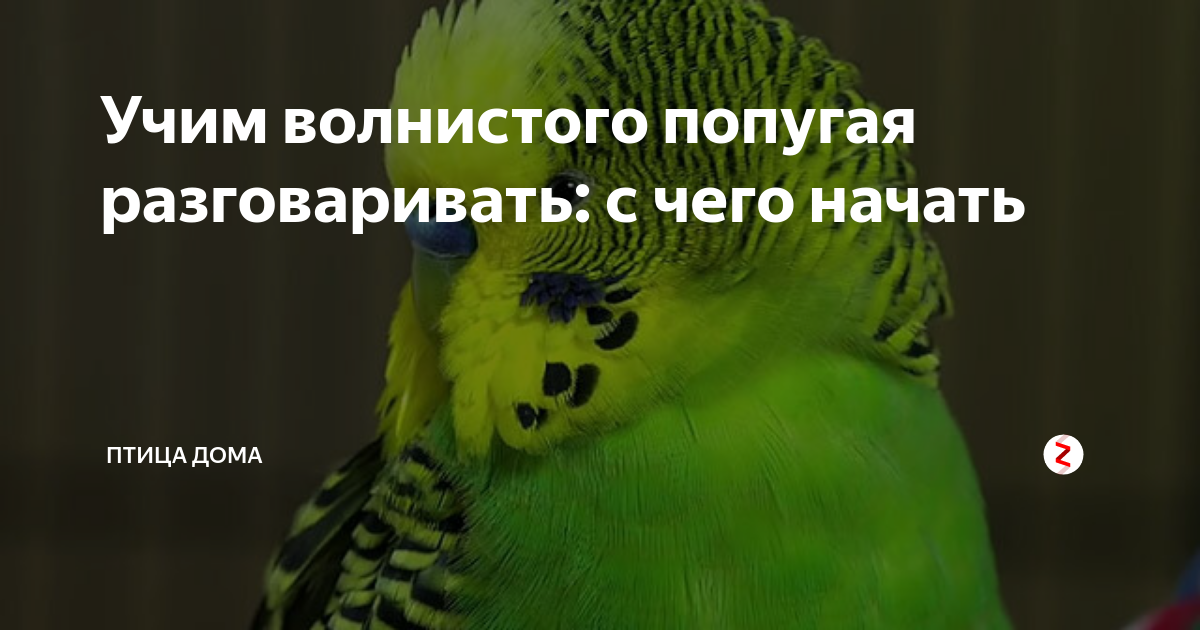 Попугай волнистый учить разговаривать. Попугая научили говорить чтобы что. Научить попугая разговаривать. Как научить говорить волнистого попугая. Как научить попугая говорить.