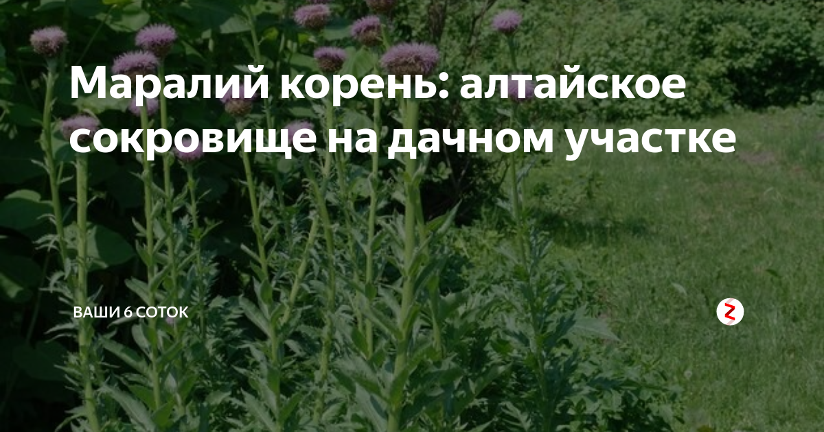 Маралий корень: алтайское сокровище на дачном участке | "Ваши 6 соток ...