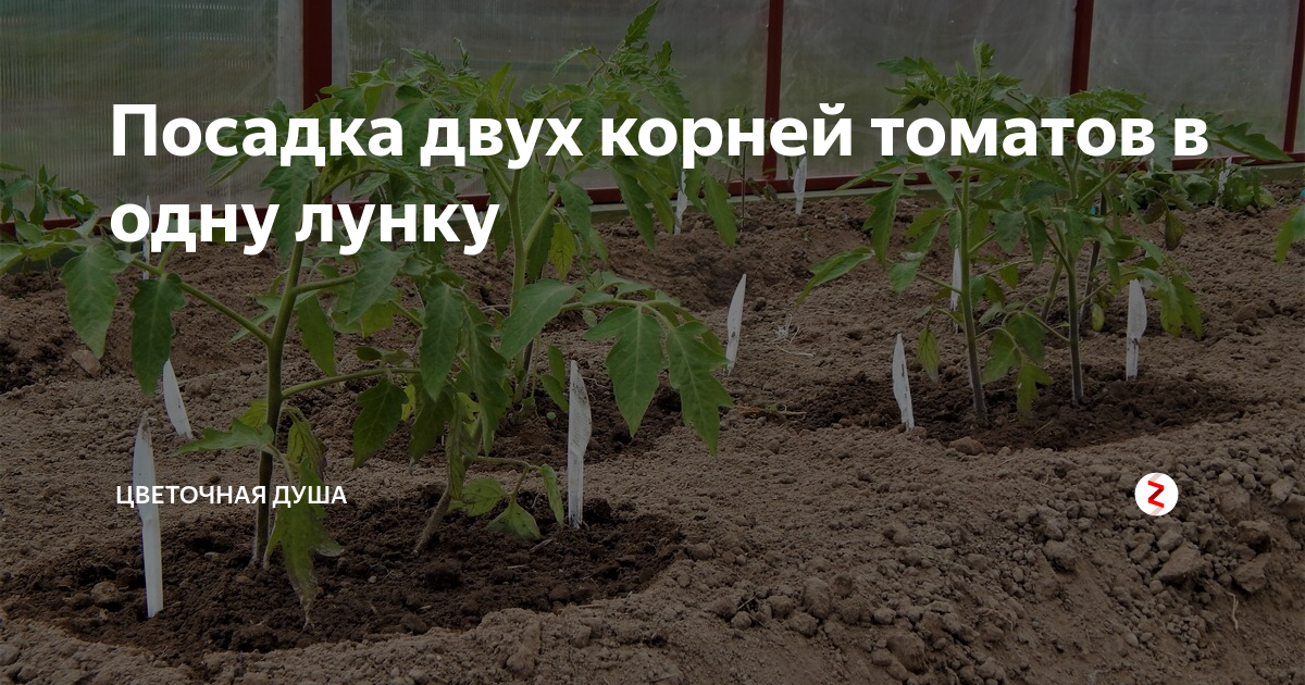 Помидоры сажать по 2. Посадка томатов в лунку. Посадка томатов по два в лунку. Высадка рассады томатов в лунку. Посадка 2 томата в одну лунку.