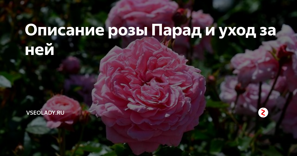 Комнатная роза в горшке: уход в домашних условиях за капризной неженкой