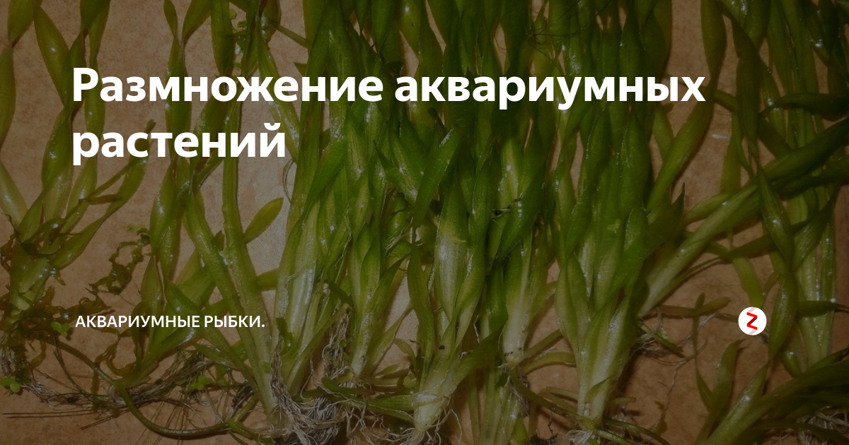 пестролистник аквариумный. анубиас людвигия. анубис аквариумное растение. марсилия хирсута. бакопа каролинская размножение.