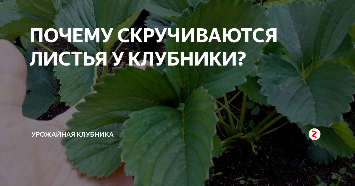 Почему листья клубники заворачиваются вверх и как это сказывается на растении