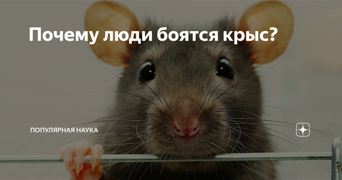 Почему крысы боятся. Почему люди боятся мышей и крыс.