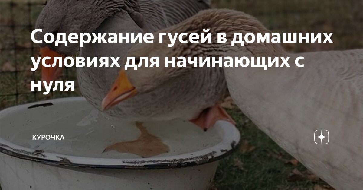 Содержание гусей для начинающих. Содержание гусей.