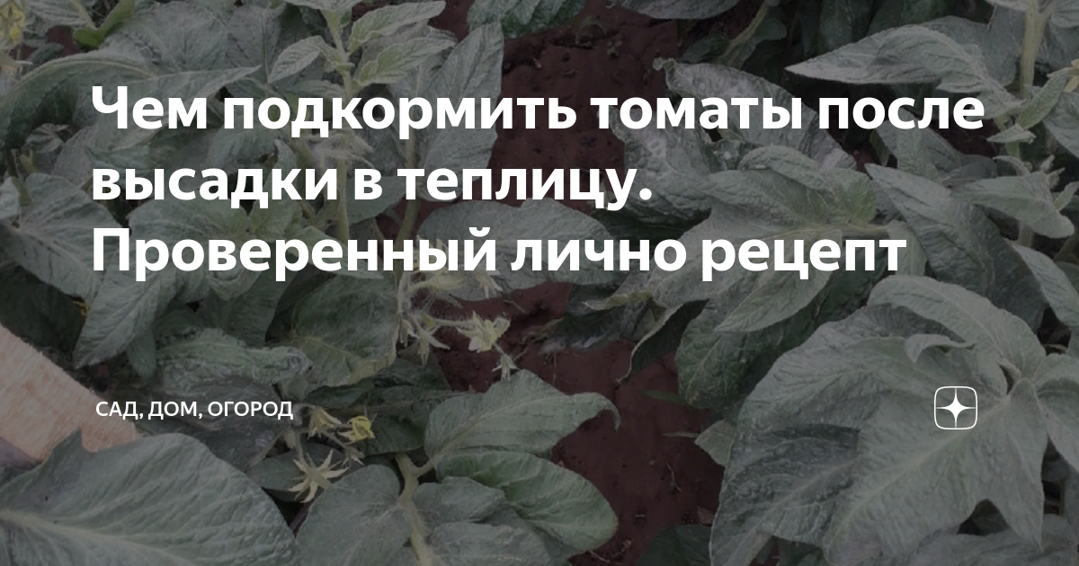 Чем подкормить помидоры после заморозков в теплице. Томаты после гербицидов. Чем подкормить помидоры через две недели после высадки в теплицу. Ожоги у томатов после высадки в грунт.