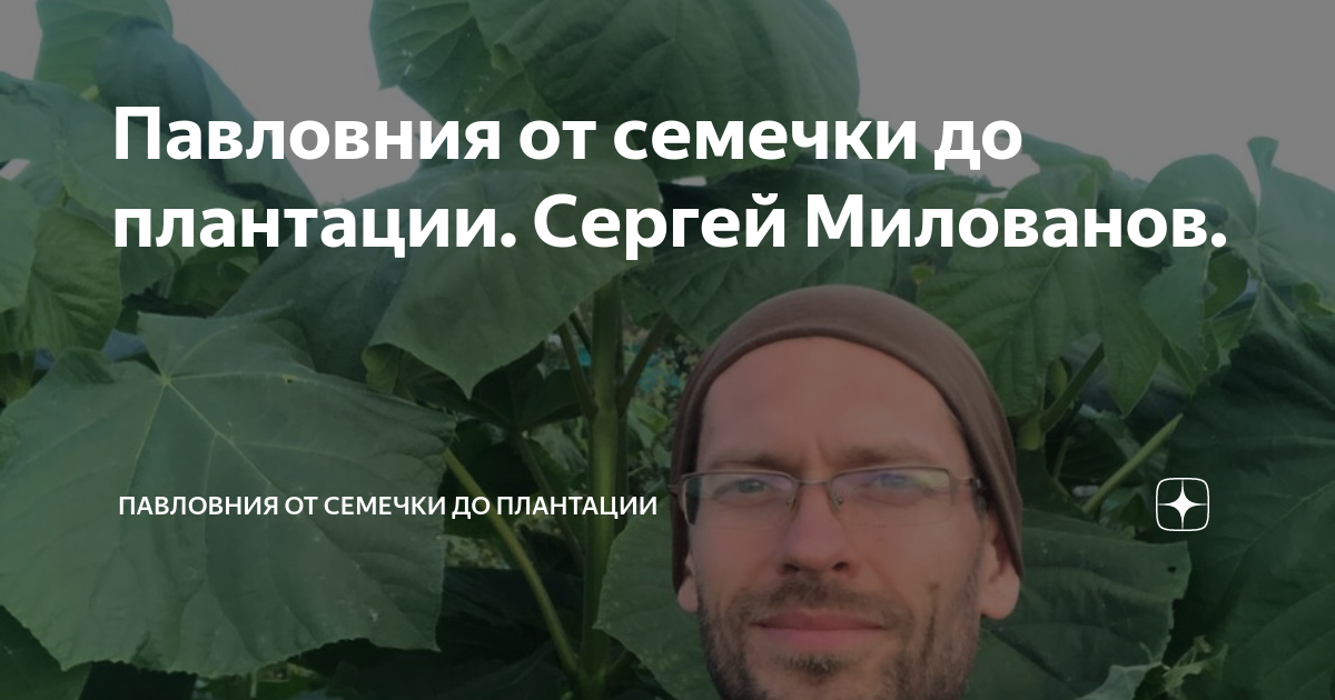 Павловния от семечки до плантации. Сергей Милованов. | Павловния от ...