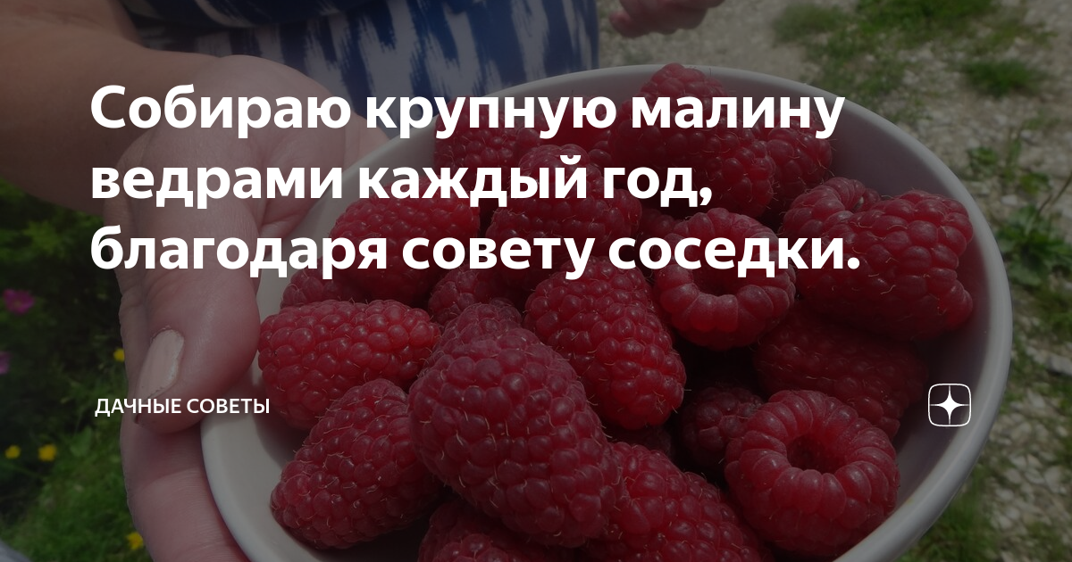 Собираю крупную малину ведрами каждый год, благодаря совету соседки ...