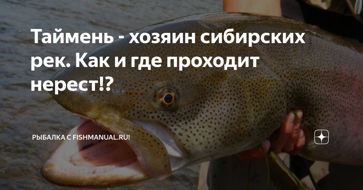 Отец ивана позунова. Ит парк герцен томск как выглядел раньше. Серый сибирячок кот. Забота котики. Отец ивана позунова.