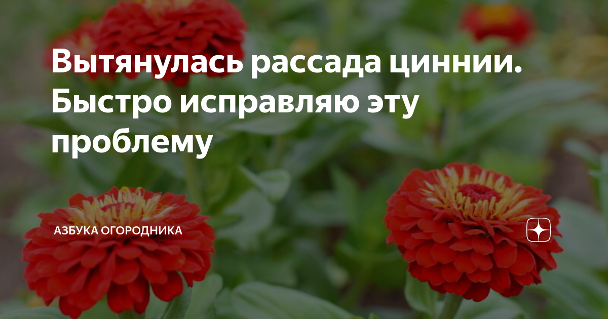 Вытянулась рассада цинии сильно что делать