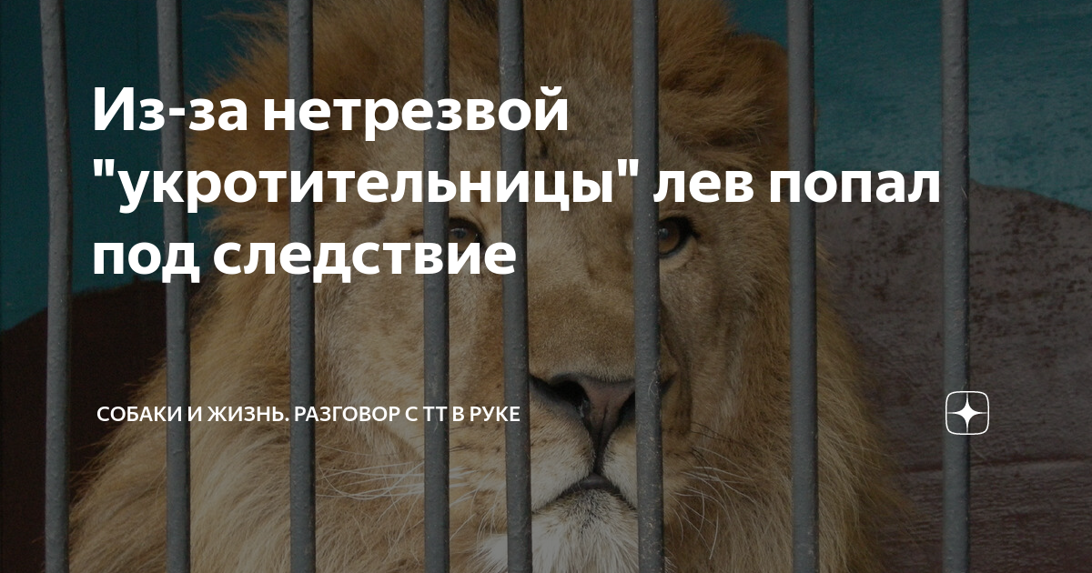 Волк и лев сходства. Медоеды напали на львов. Два самца льва спариваются. Лев залез на дерево. Фильмы с животными.