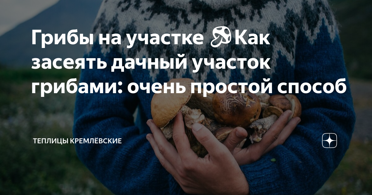 Грибы на участке 🍄Как засеять дачный участок грибами: очень простой ...
